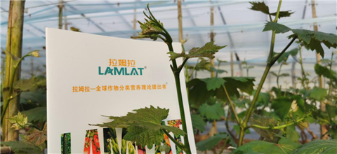 水溶肥，拉姆拉，翠姆