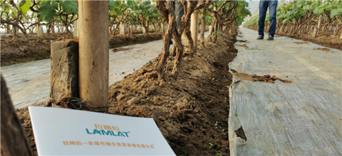 水溶肥，拉姆拉，翠姆