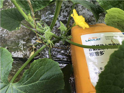 水溶肥，拉姆拉，翠姆