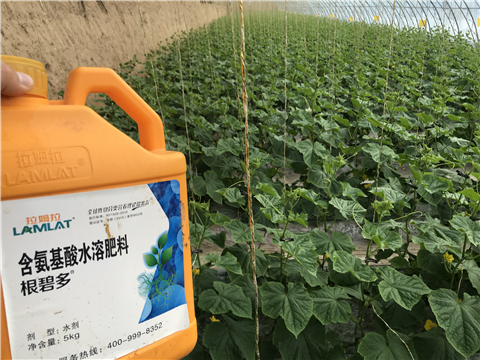 水溶肥，拉姆拉，翠姆