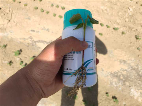 安碧解，拉姆拉，翠姆