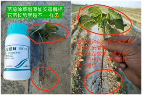 安碧解，拉姆拉，翠姆