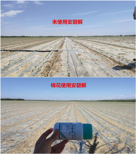 安碧解，拉姆拉，翠姆