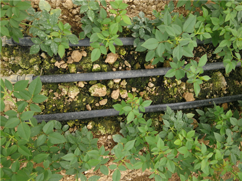 生根劑，拉姆拉，翠姆