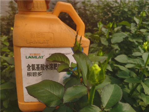 生根劑，拉姆拉，翠姆