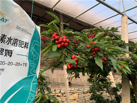 水溶肥，拉姆拉，翠姆