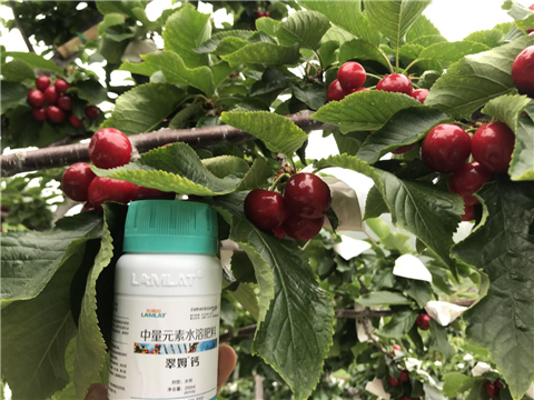 水溶肥，拉姆拉，翠姆