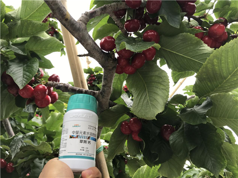 水溶肥，拉姆拉，翠姆