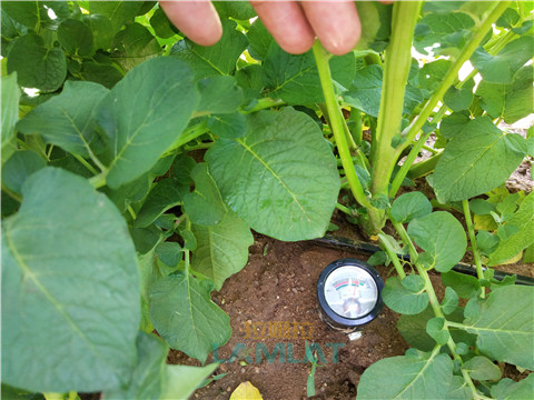 安碧解，拉姆拉，翠姆