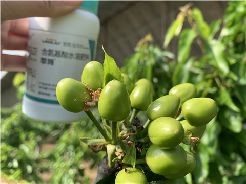 氨基酸水溶肥，拉姆拉，翠姆