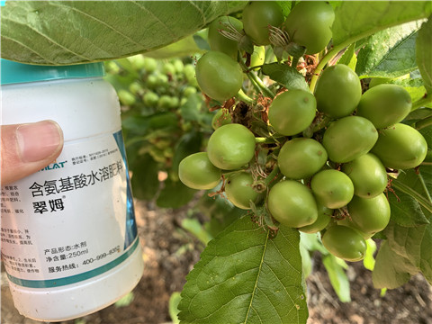 氨基酸水溶肥，拉姆拉，翠姆