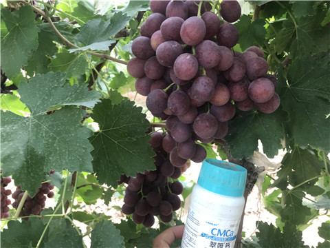 鈣肥，拉姆拉，翠姆