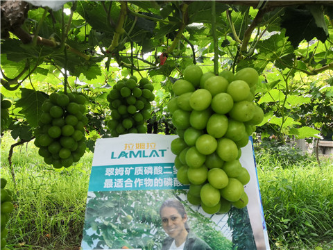 水溶肥，拉姆拉，翠姆