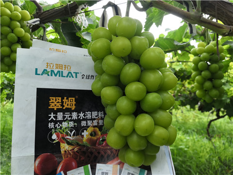 水溶肥，拉姆拉，翠姆