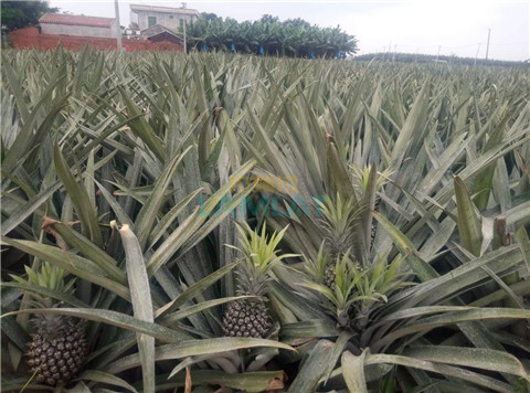 水溶肥，拉姆拉，翠姆