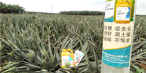 水溶肥，拉姆拉，翠姆