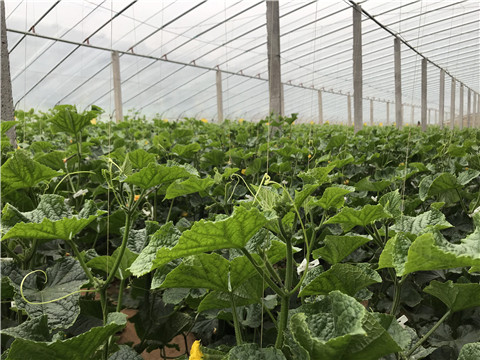 小分子有機(jī)碳，拉姆拉，翠姆