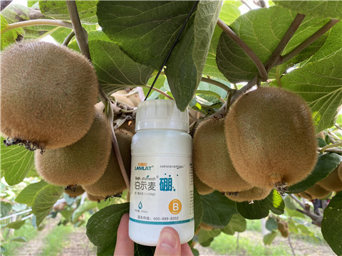 硼肥，拉姆拉，翠姆