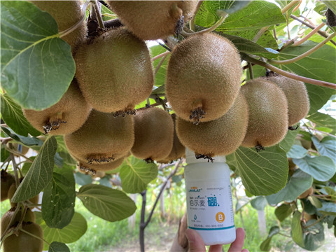 硼肥，拉姆拉，翠姆