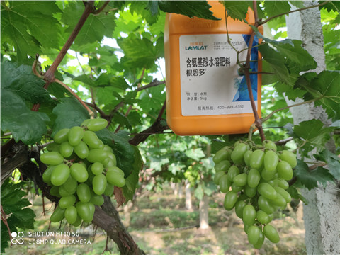 生根劑，拉姆拉，翠姆