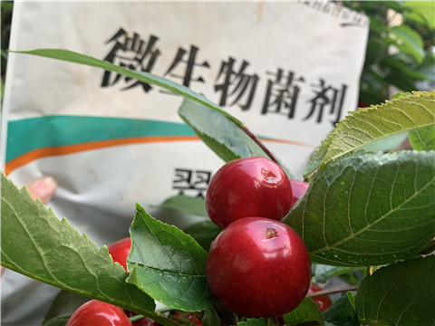 微生物菌劑，拉姆拉，翠姆