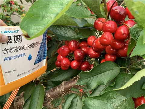 水溶肥，拉姆拉，翠姆