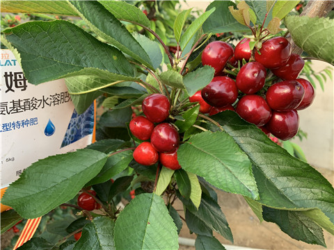 水溶肥，拉姆拉，翠姆