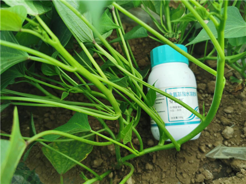 水溶肥，拉姆拉，翠姆