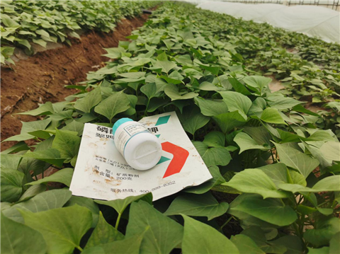 水溶肥，拉姆拉，翠姆