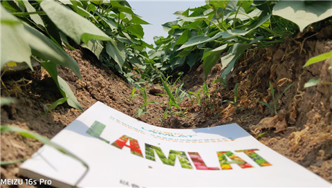 水溶肥，拉姆拉，翠姆