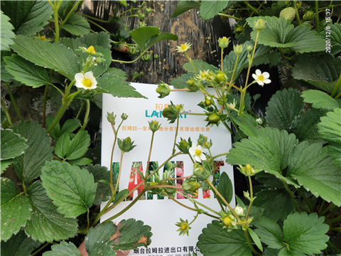 水溶肥，拉姆拉，翠姆