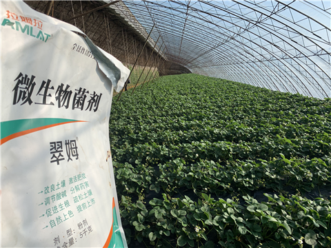 水溶肥，拉姆拉，翠姆