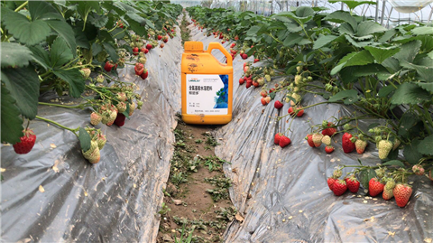 水溶肥，拉姆拉，翠姆