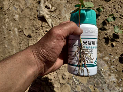 水溶肥，拉姆拉，翠姆