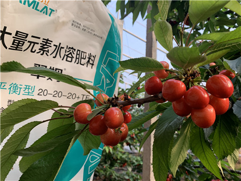 大量元素水溶肥，拉姆拉，翠姆