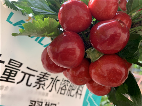 大量元素水溶肥，拉姆拉，翠姆