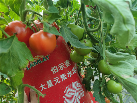 水溶肥，拉姆拉，伯示麥