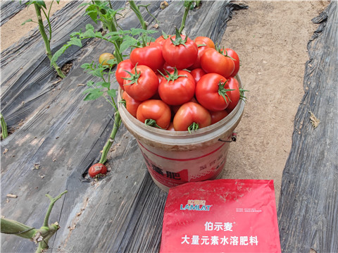 水溶肥，拉姆拉，伯示麥