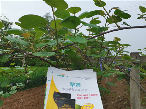 小分子有機碳，拉姆拉，翠姆