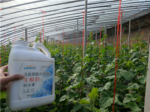 水溶肥，拉姆拉，翠姆