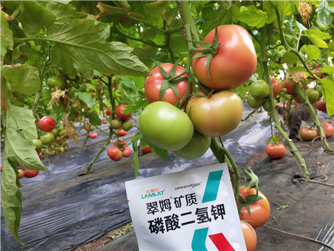 磷酸二氫鉀，拉姆拉，翠姆