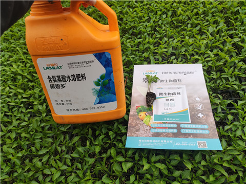 水溶肥，拉姆拉，翠姆