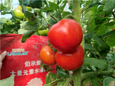 水溶肥，拉姆拉，伯示麥 