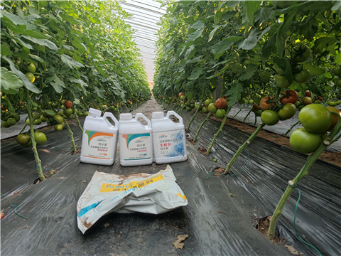 水溶肥，拉姆拉，伯示麥 