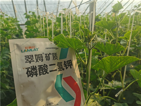 水溶肥，拉姆拉，翠姆