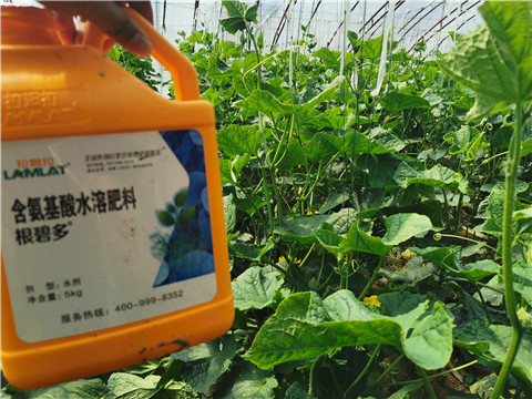 水溶肥，拉姆拉，翠姆