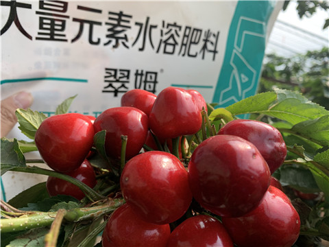 水溶肥，拉姆拉，翠姆