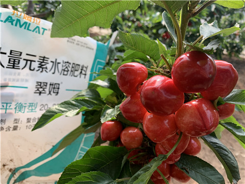 水溶肥，拉姆拉，翠姆