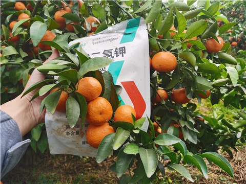 葉面肥，拉姆拉，翠姆