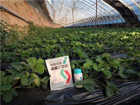 草莓施肥管理，拉姆拉，翠姆